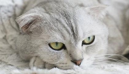 星空体育娱乐-亚洲杯中国足球出战 球员配合成为看点，足球亚洲杯中国队名单